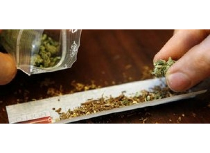 Cannabis Cannabis